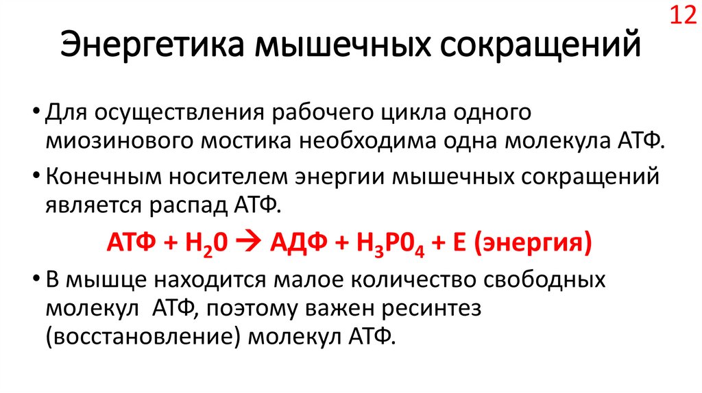 Опишите общую схему энергетического обеспечения мышечного сокращения