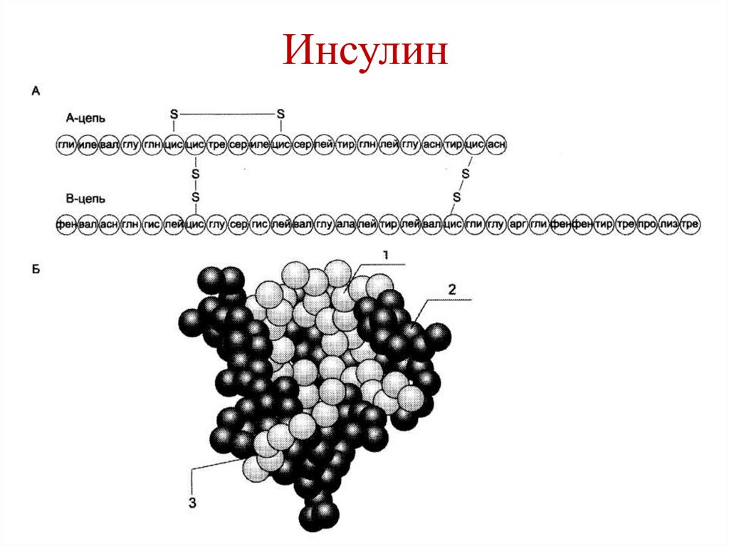 Инсулин фото гормона