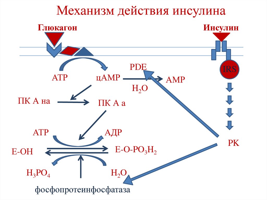 Действие инсулина на обмен веществ