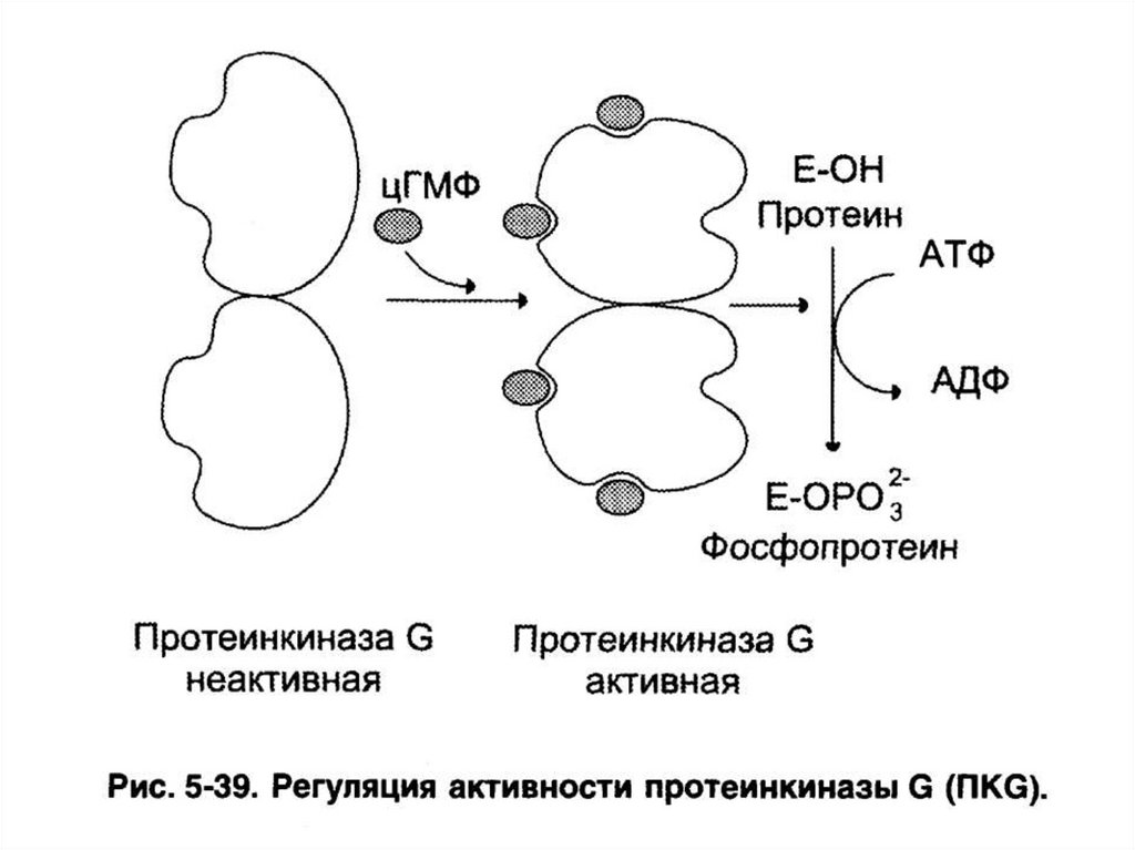 Протеинкиназа а. Протеинкиназа строение фермента. Протеинкиназа а строение. Регуляция активности протеинкиназы а. Механизм активации протеинкиназы g.