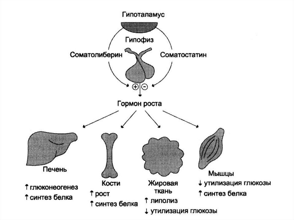 Гипофиз влияние гормона. Схема действия соматотропного гормона. Соматотропный гормон Синтез схема. Соматотропный гормон строение. Регуляция секреции гормона роста.