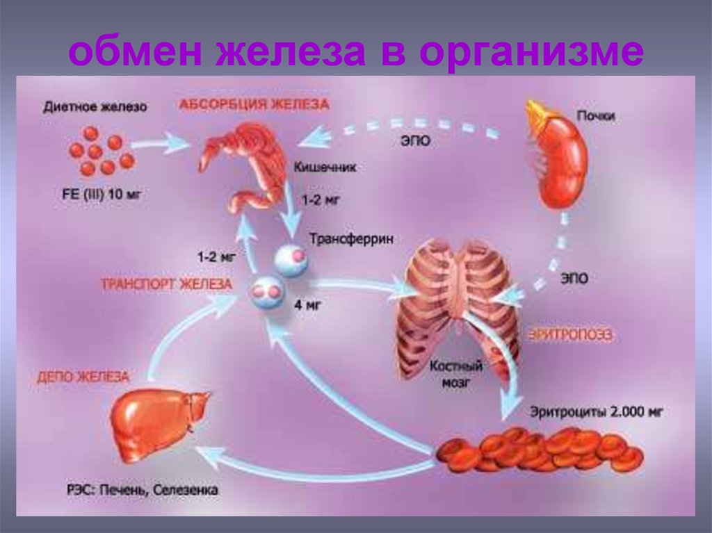 Железо в организме человека его роль. Обмен железа в организме. Метаболизм железа в организме. Схема обмена железа в организме. Циркуляция железа в организме.