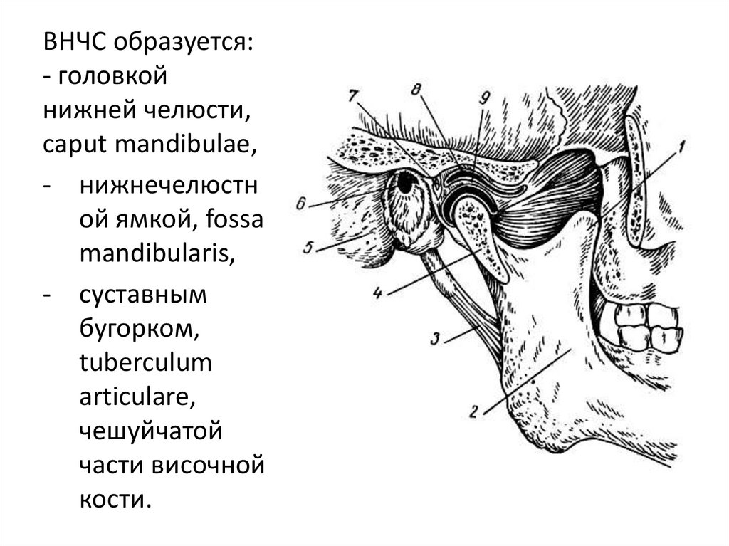 Мыщелки челюсти. ВНЧС анатомия кости. ВНЧС мщелок. Анатомия сустава ВНЧС. Суставной бугорок ВНЧС строение.
