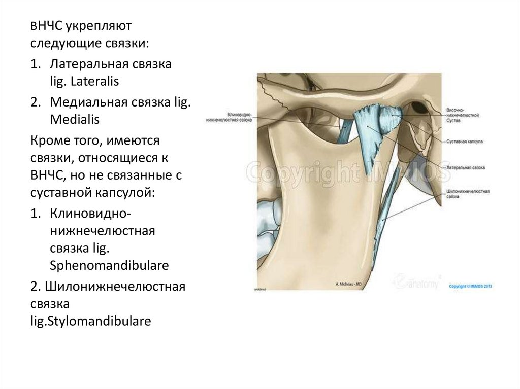 Связки височно нижнечелюстного сустава. Медиальная связка височно-нижнечелюстного сустава. Внекапсульные связки височно нижнечелюстного сустава. Латеральная связка височно-нижнечелюстного сустава. Внутрикапсульные связки височно-нижнечелюстного сустава.