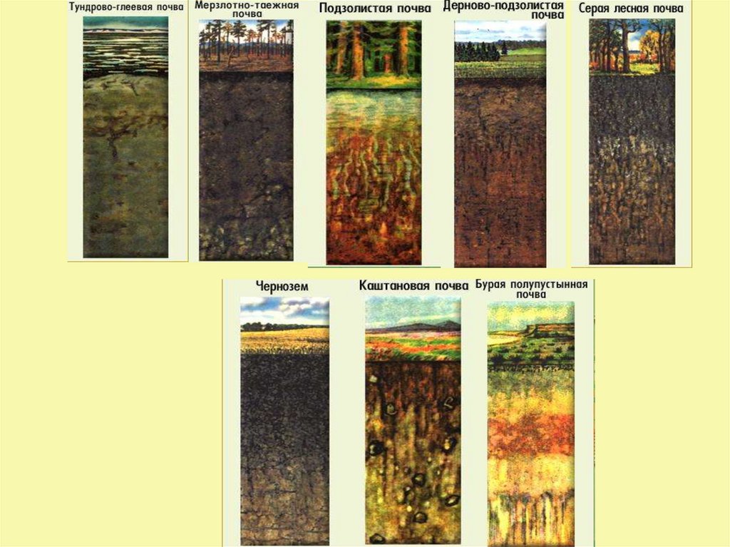 Виды почв с картинками