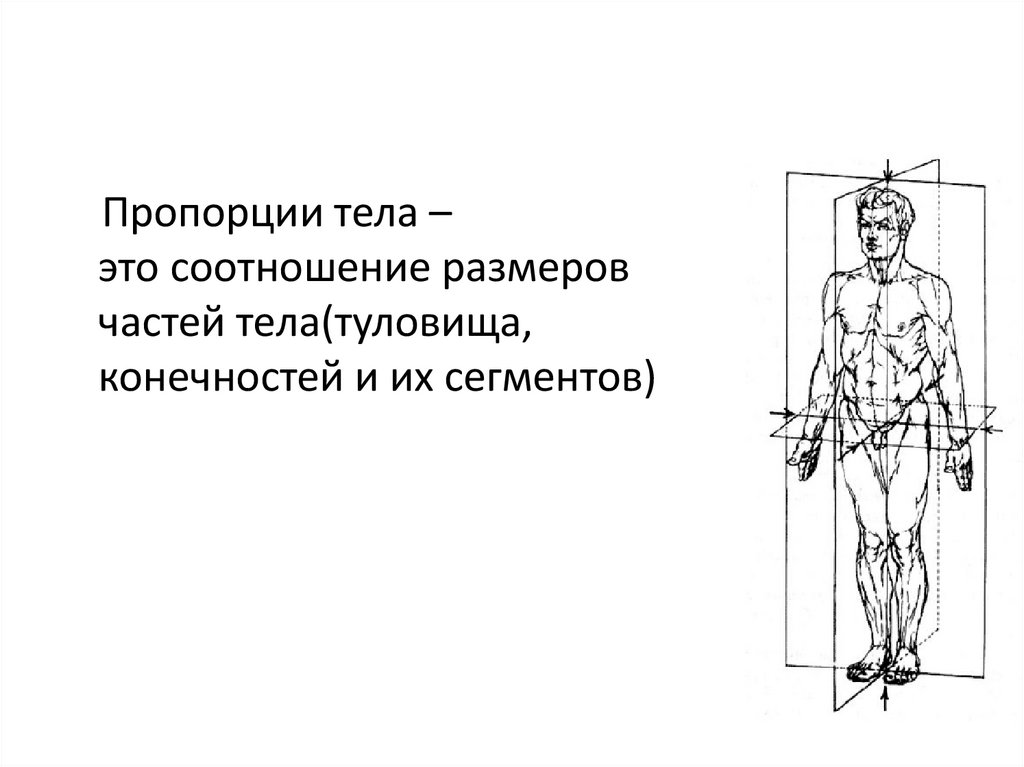 Какое тело изображено на рисунке. Пропорция. Пропорции тела названия. Пропорции тела венка. Пропорции тела.шея и грудная клетка.