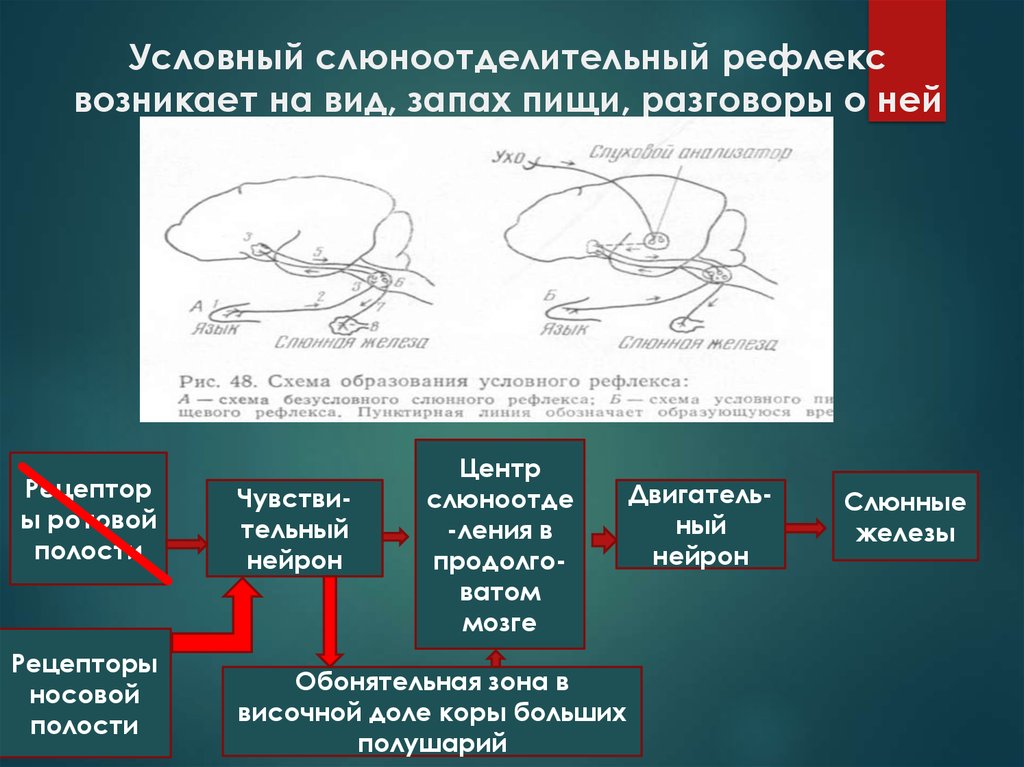 Схема рефлекторной дуги слюноотделительного рефлекса