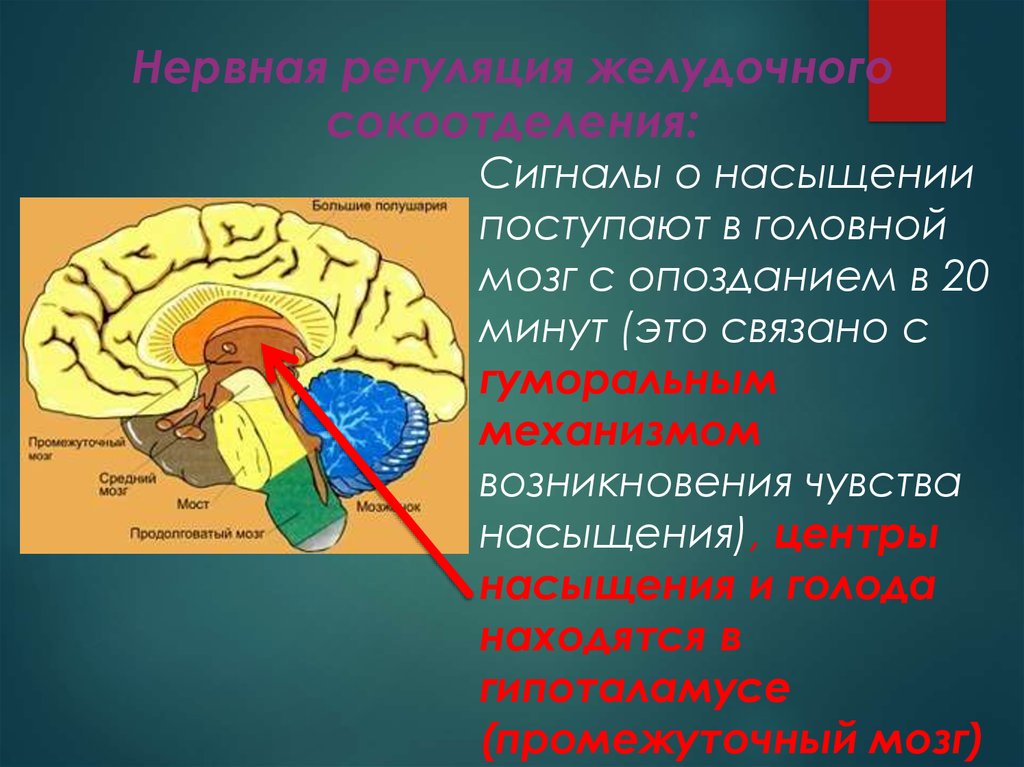 Центр голода в головном мозге. Центр голода и насыщения. Центр насыщения в головном мозге. Центр пишеваривания в мозге. Сигналы мозга.