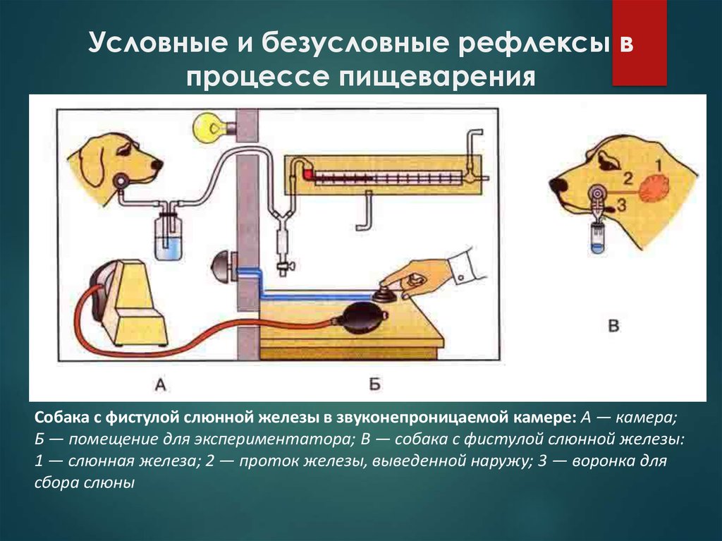 Условные и безусловные рефлексы презентация