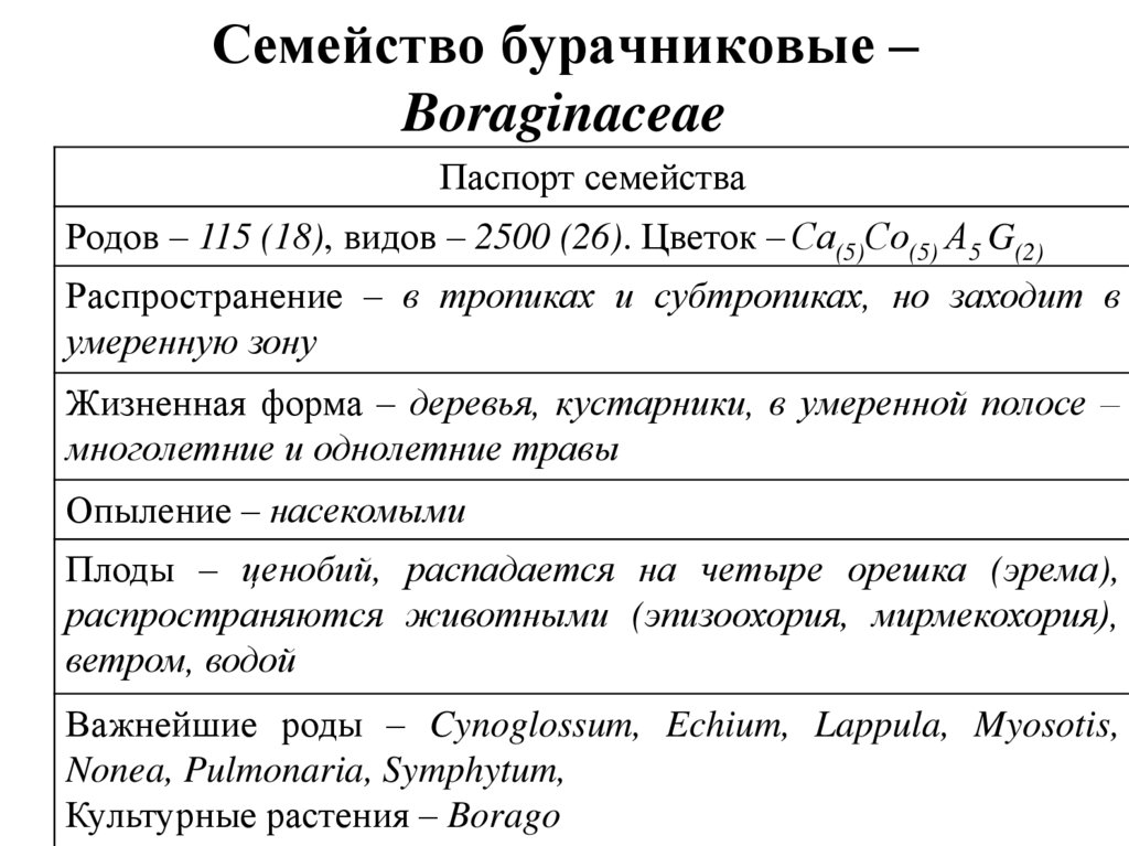 Бурачниковые диаграмма цветка