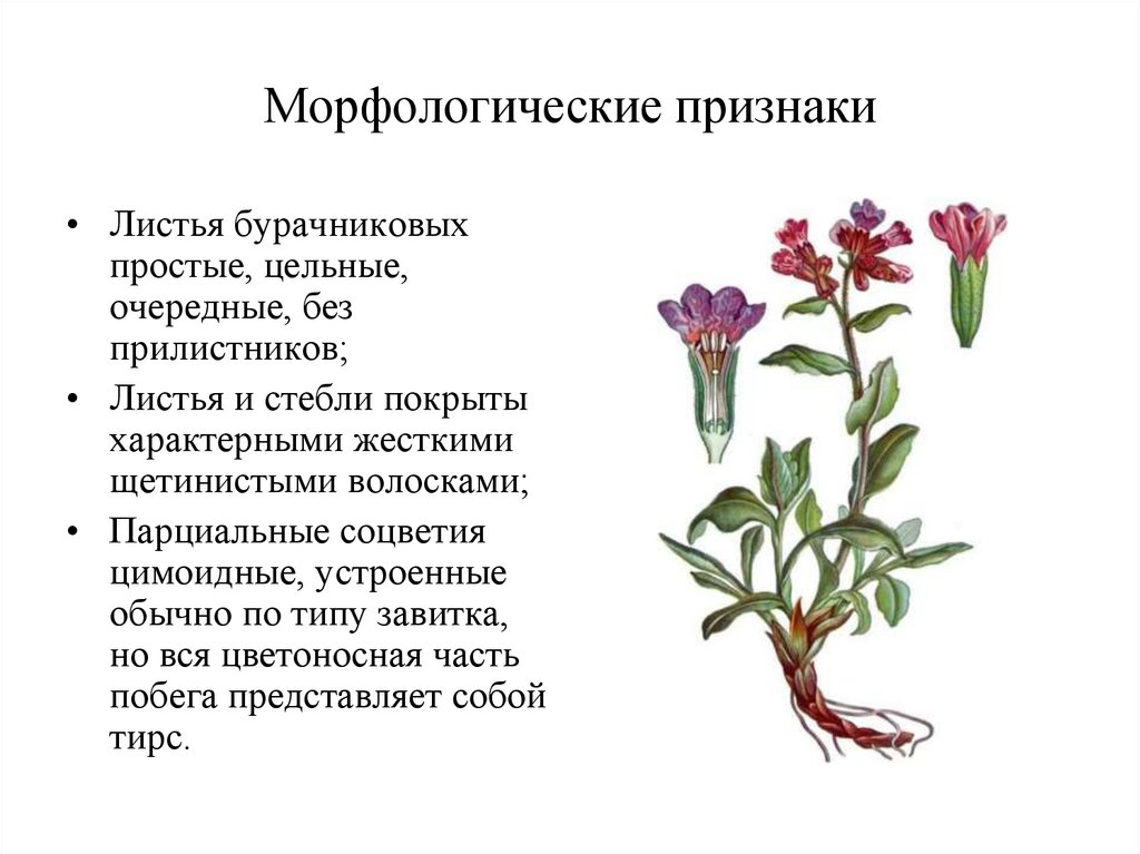 Раскрашенный морфологический. Морфологическое строение орхидеи. Морфологические критерии орхидеи. Морфологические растения. Морфологические критерии растений.
