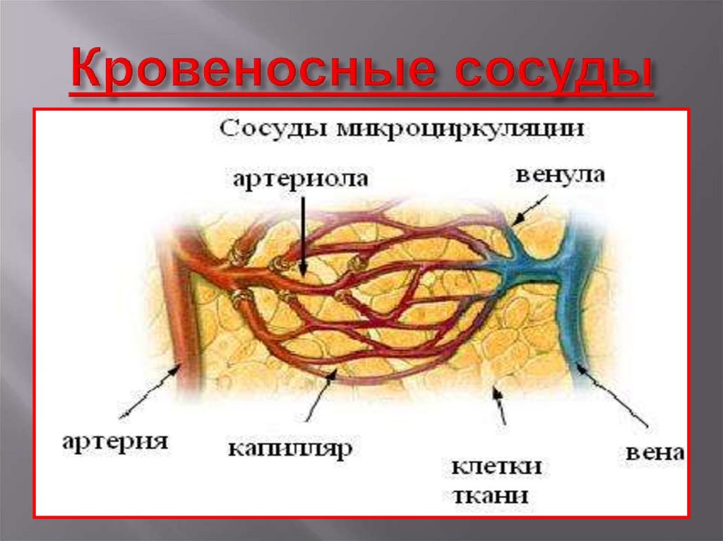 Кровеносные сосуды в каком слое кожи