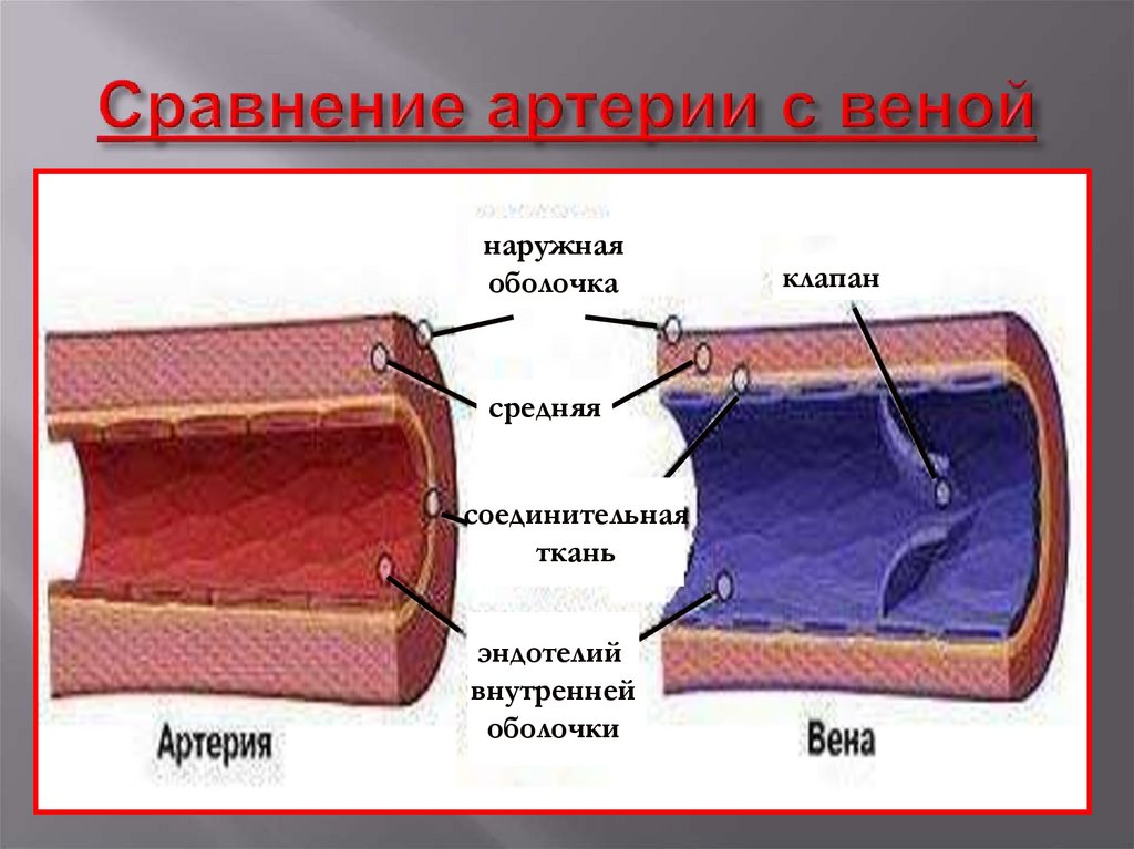 Особенность строения вены по сравнению с артерией