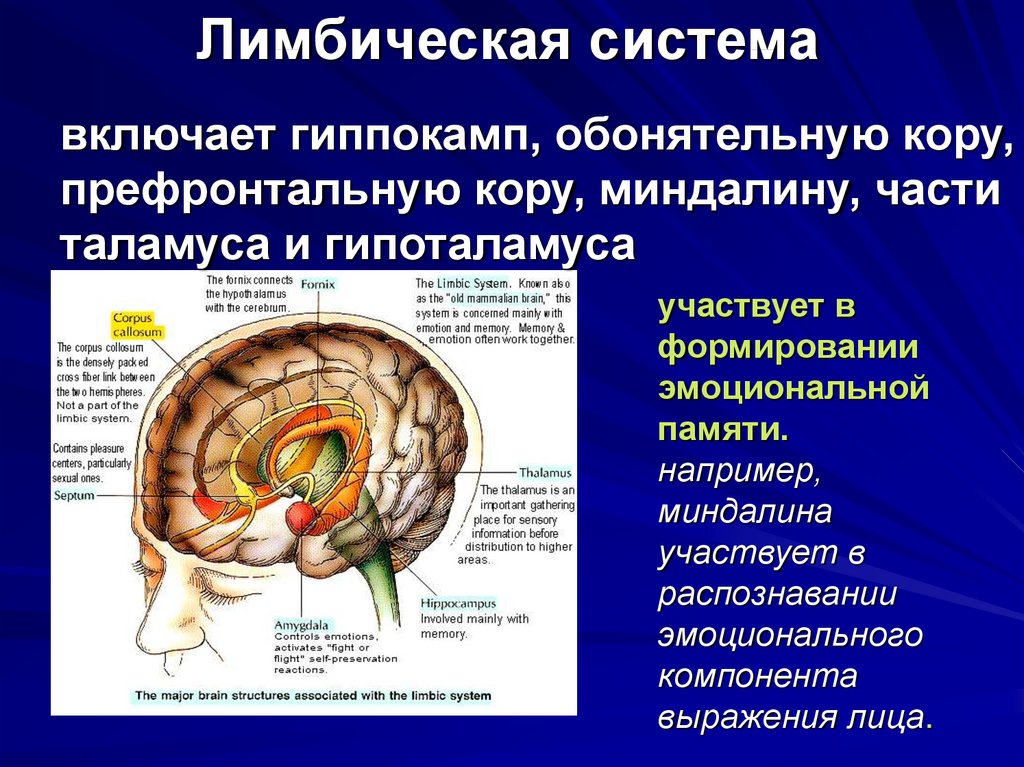 Лимбическая система