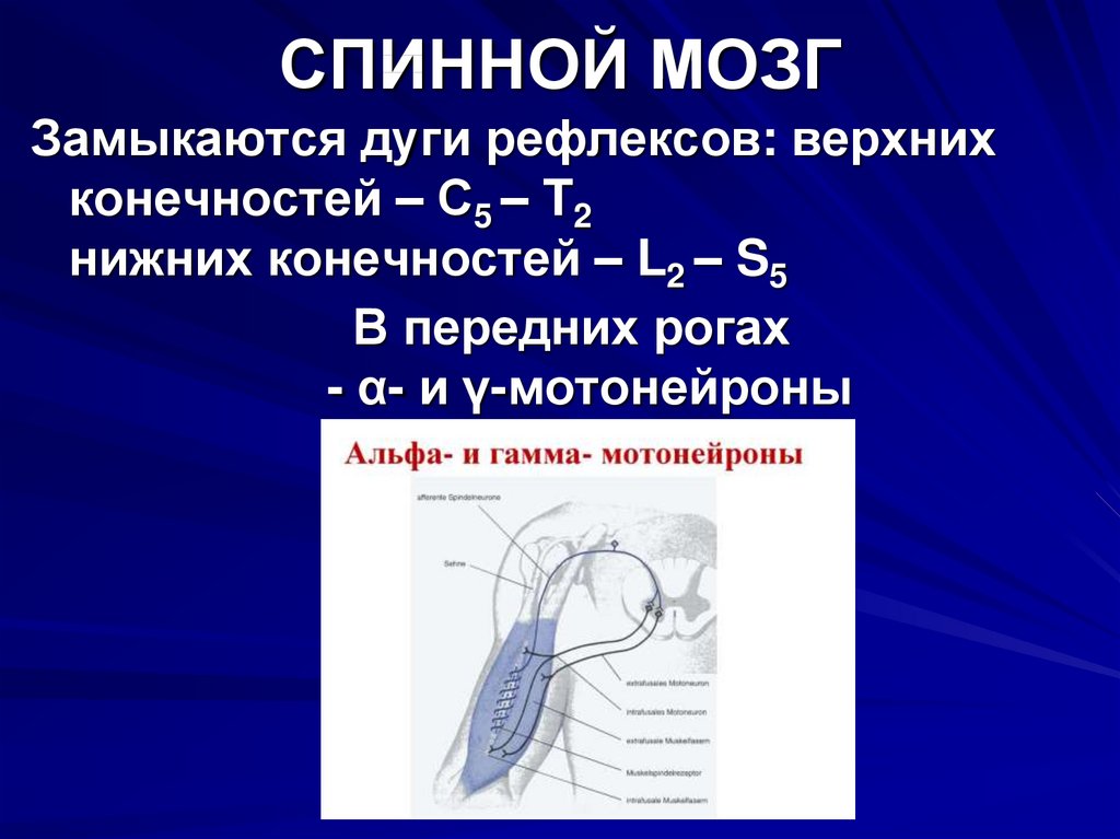 Мозговой тонус