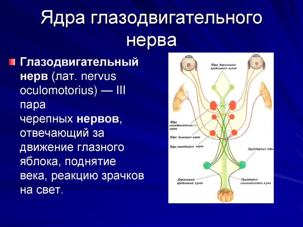 4 пара нервов. 3 Пара глазодвигательный нерв ядра. Нейроны схема глазодвигательный нерв. Глазодвигательный нерв расположение ядер. Двигательное ядро глазодвигательного нерва.