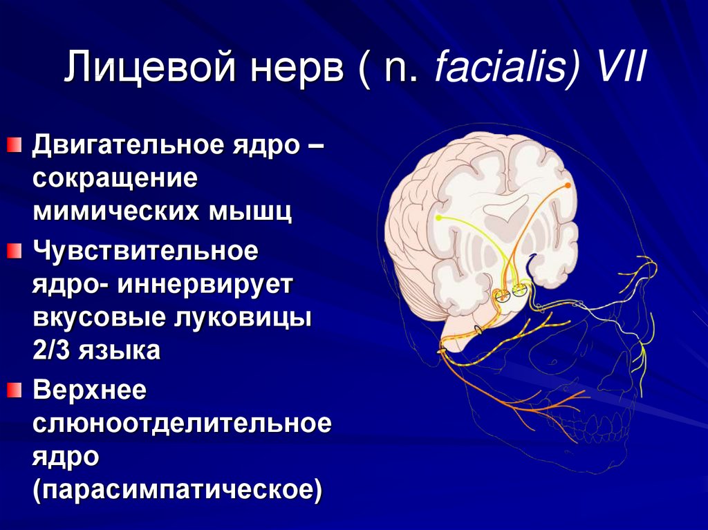 Лицевой нерв. Лицевой нерв (n. Facialis). Фациалис лицевого нерва. Органы иннервируемые лицевым нервом.