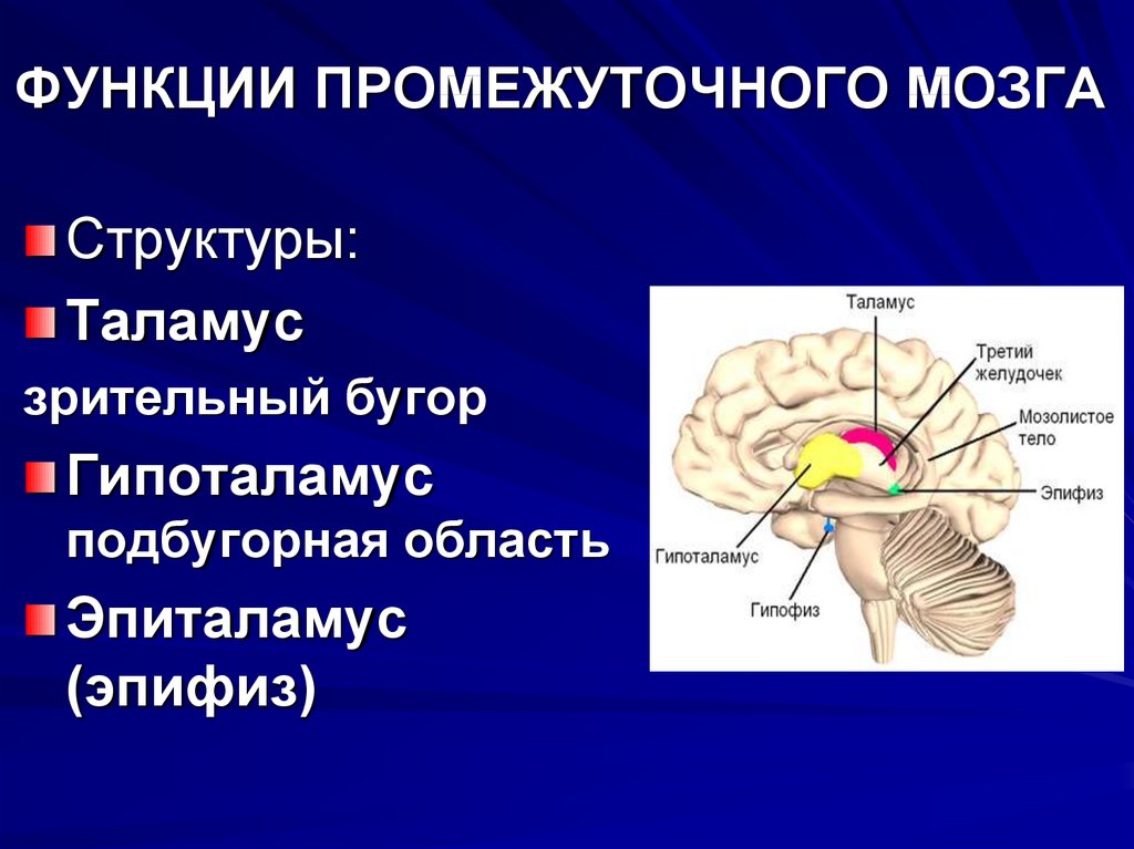 Промежуточный мозг располагается в. Функции промежуточного мозга 8 класс биология. Промежуточный мозг отделы и функции. Промежуточный мозг строение и функции. Проводниковая функция промежуточного мозга.