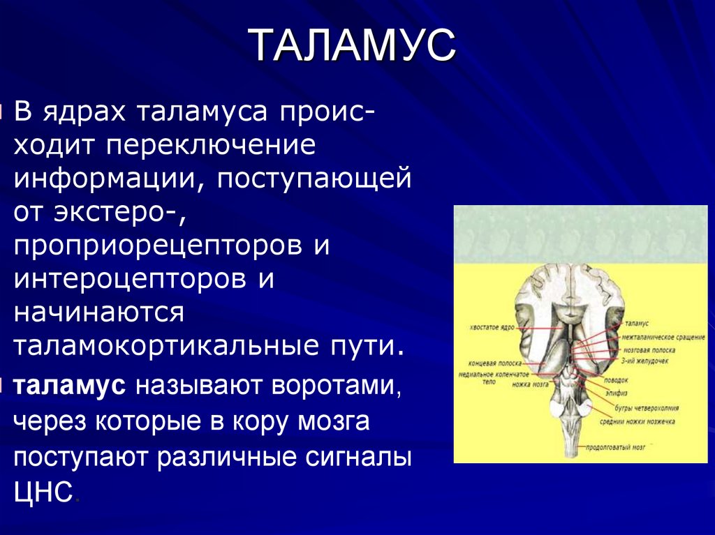 Промежуточный мозг функции