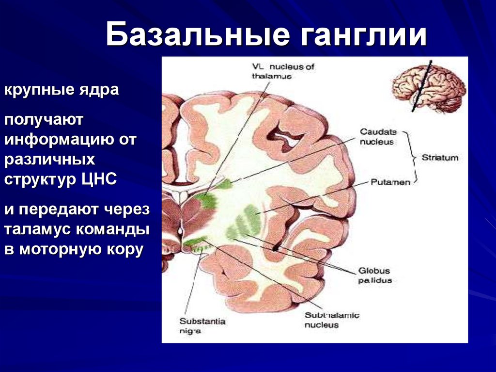 Изменение в базальных отделах. Базальные ганглии головного мозга анатомия. Функции базальных ганглиев мозга. Базальные ядра мозга строение. Функции базальных ганглиев физиология.