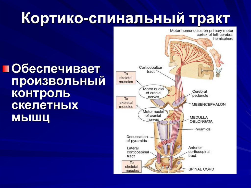 Пирамидная система презентация