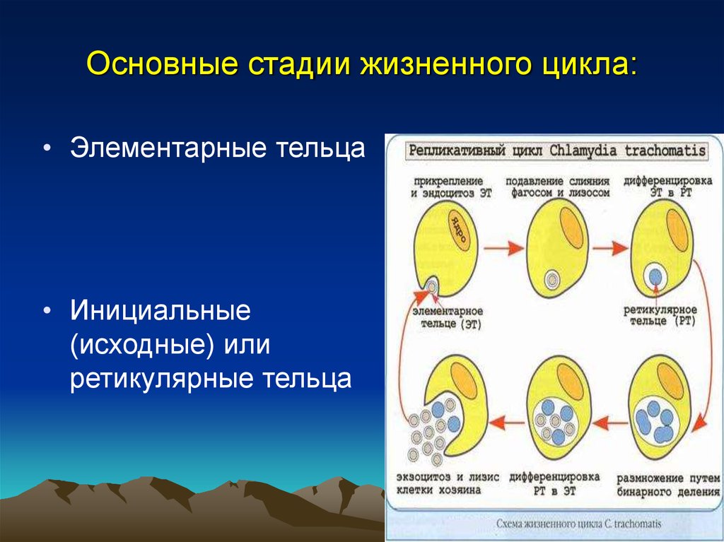 Жизненный цикл хламидий схема