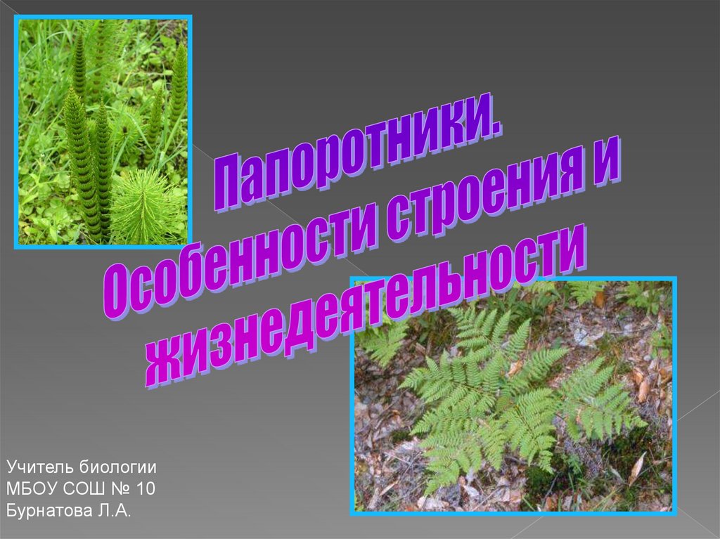 Строение и распространение древних папоротниковидных изучает наука