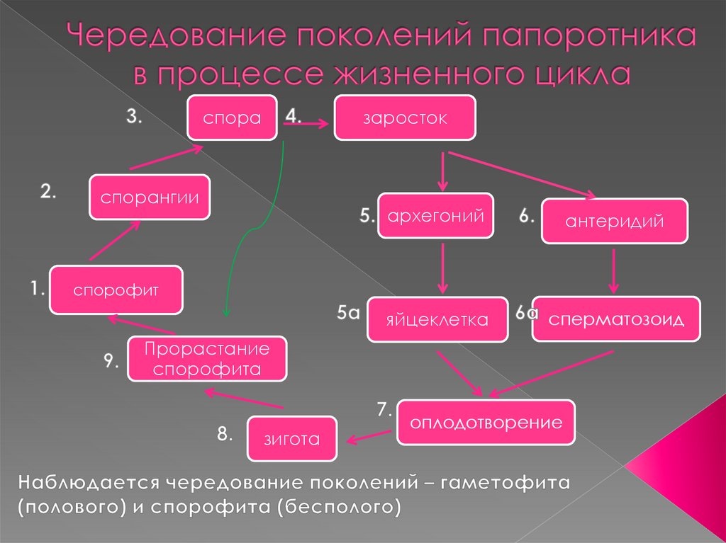 Цикл споров