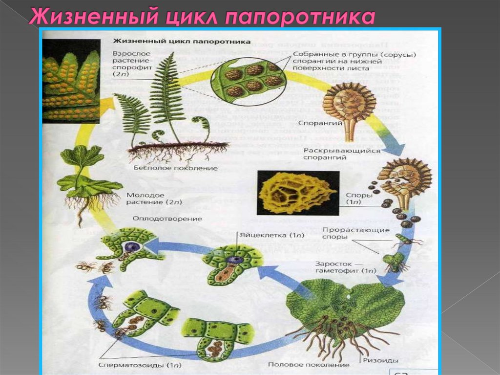 Рассмотрите рисунок на котором изображен жизненный цикл папоротника