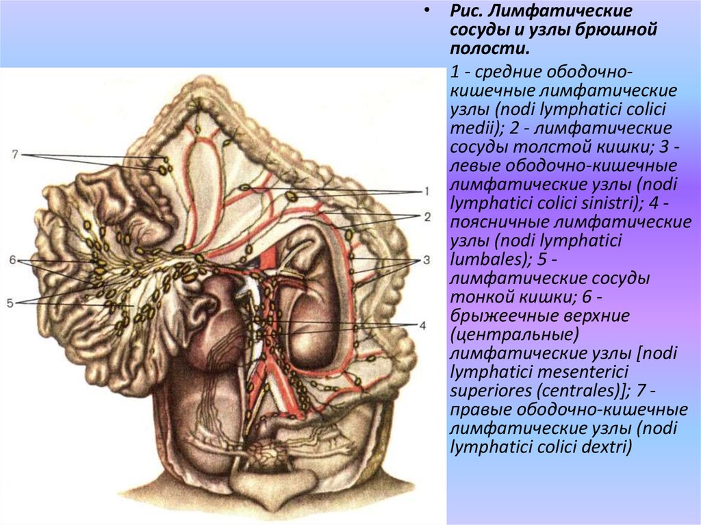 Лимфоузел надпочечнике. Брыжеечные лимфатические узлы. Лимфоузлы брыжейки толстой кишки. Мезентериальные и брыжеечные лимфоузлы. Лимфатическая система брюшной полости анатомия.