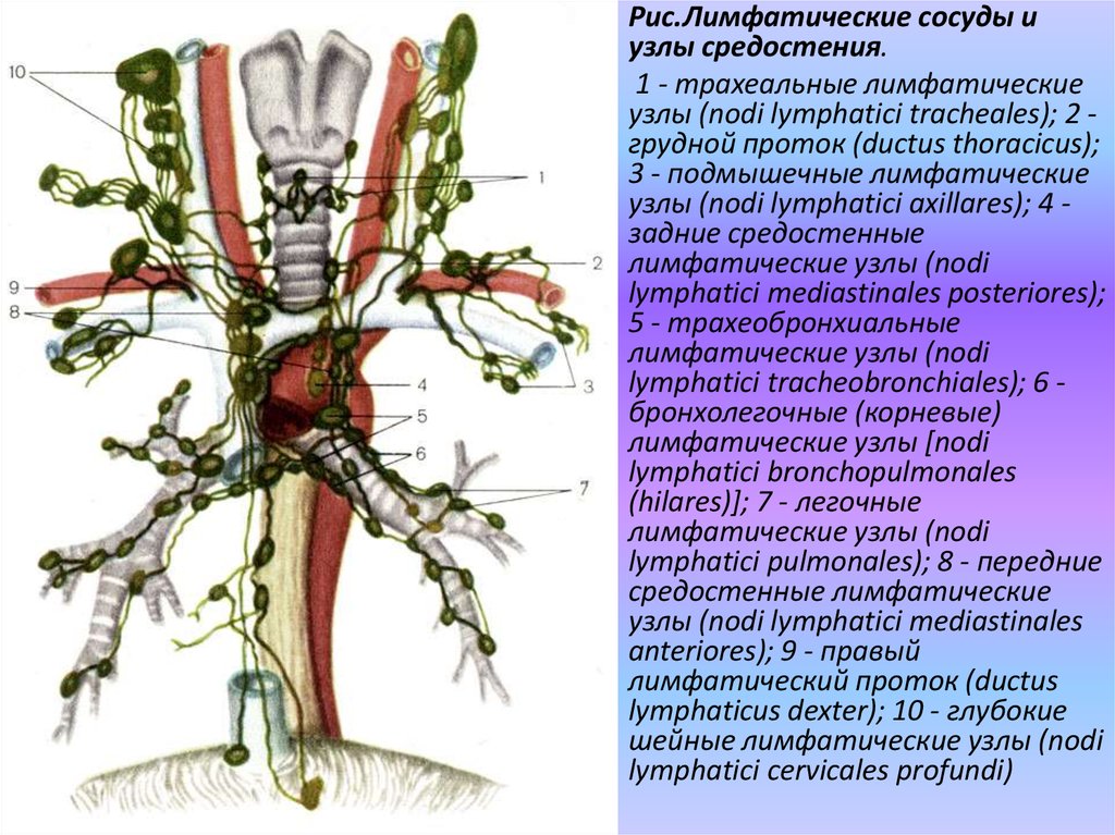 Легочные лимфоузлы. Шейные лимфатические узлы анатомия. Лимфатические узлы - Nodi lymphatici. Лимфоузлы грудной клетки анатомия. Лимфатическая система грудной полости.