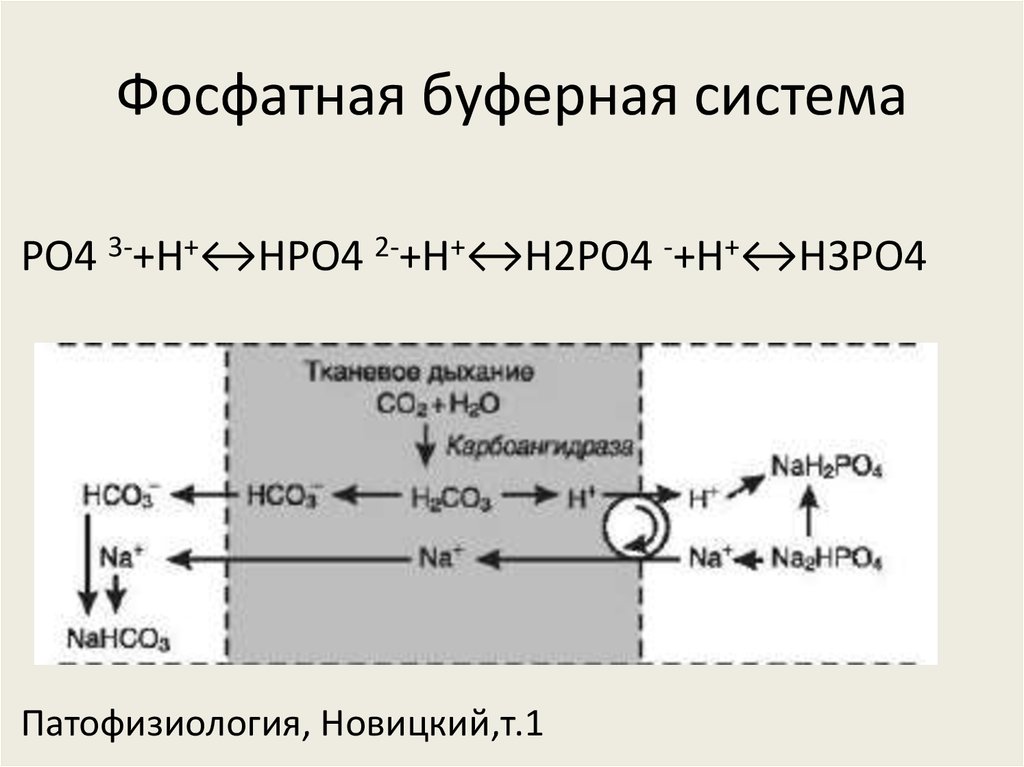 Презентация буферные системы