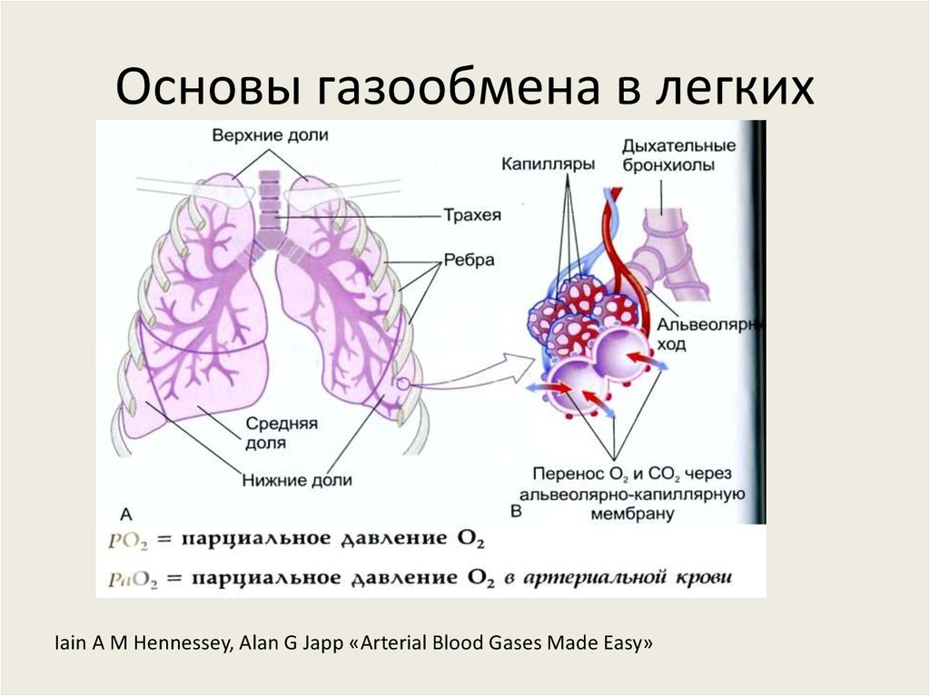 Альвеолярные пузырьки у млекопитающих находятся в. Газообмен в легочных альвеолах. Дыхательная система человека альвеолы. Строение газообмена в легких. Газообмен в лёгких схема.