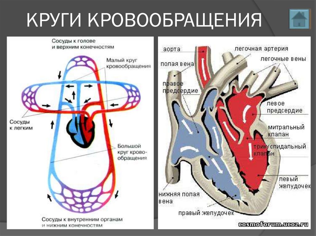 Круги кровообращения список. Круги кровообращения человека анатомия схема. Схема строения малого круга кровообращения. Сосуды малого круга кровообращения схема. Сосуды сердца малый круг кровообращения.