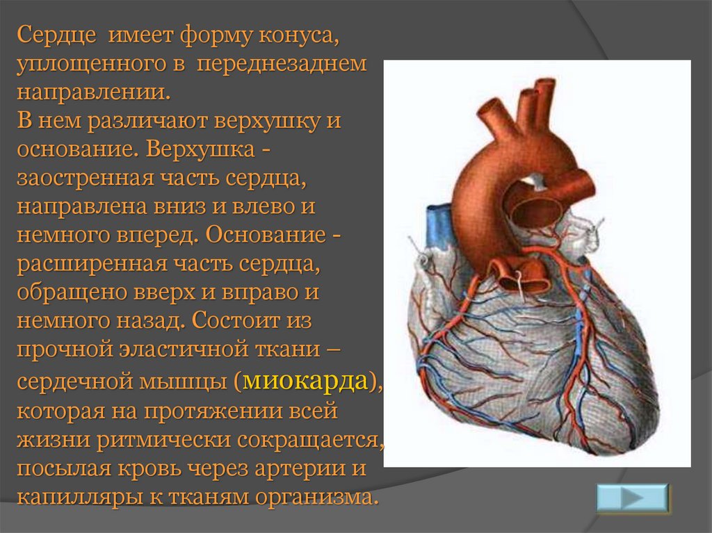 Расширение сердца влево. Сердечно сосудистая система сердце. Сердечно сосудистая система строение сердца. Сердечно сосудистая система презентация. Презентация на тему сердечно сосудистая система.