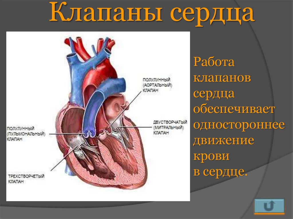 Какое сердце можно назвать. Клапаны сердца человека анатомия. Клапаны сердца и их функции. Назовите клапаны сердца и их функции. Двухстворчатый клапан сердца расположен.