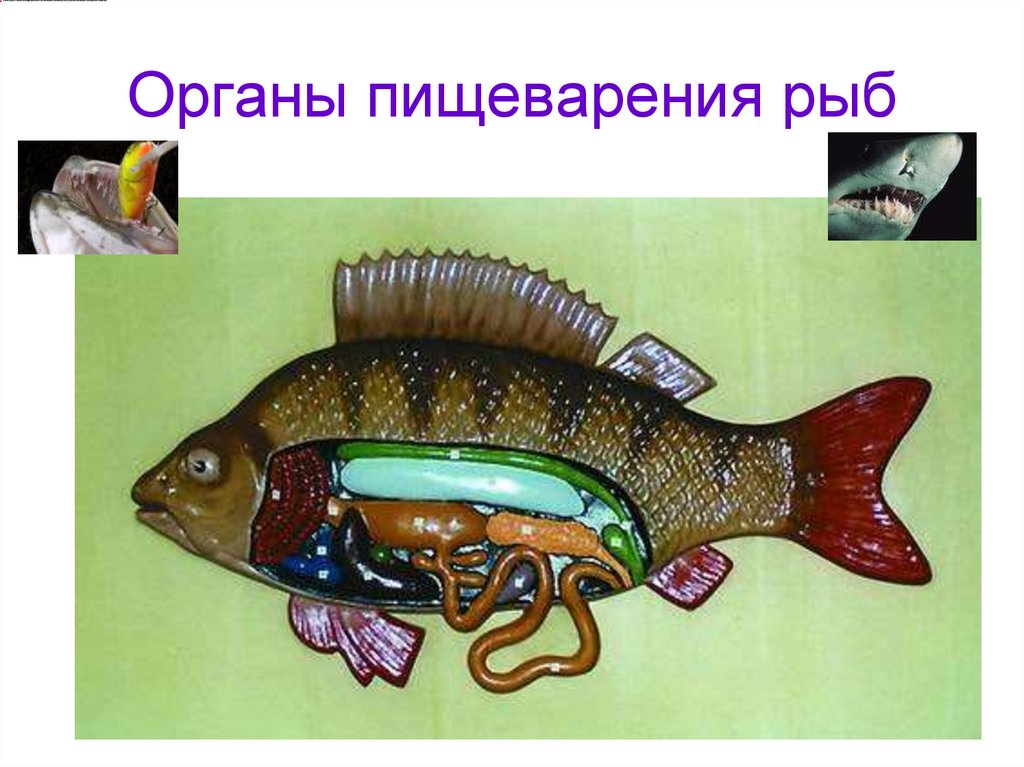 Мастер класс рыбы. Муляж рыбы. Муляж рыбы по биологии. Модель щуки биологии. Барельефная модель внутреннее строение рыбы.