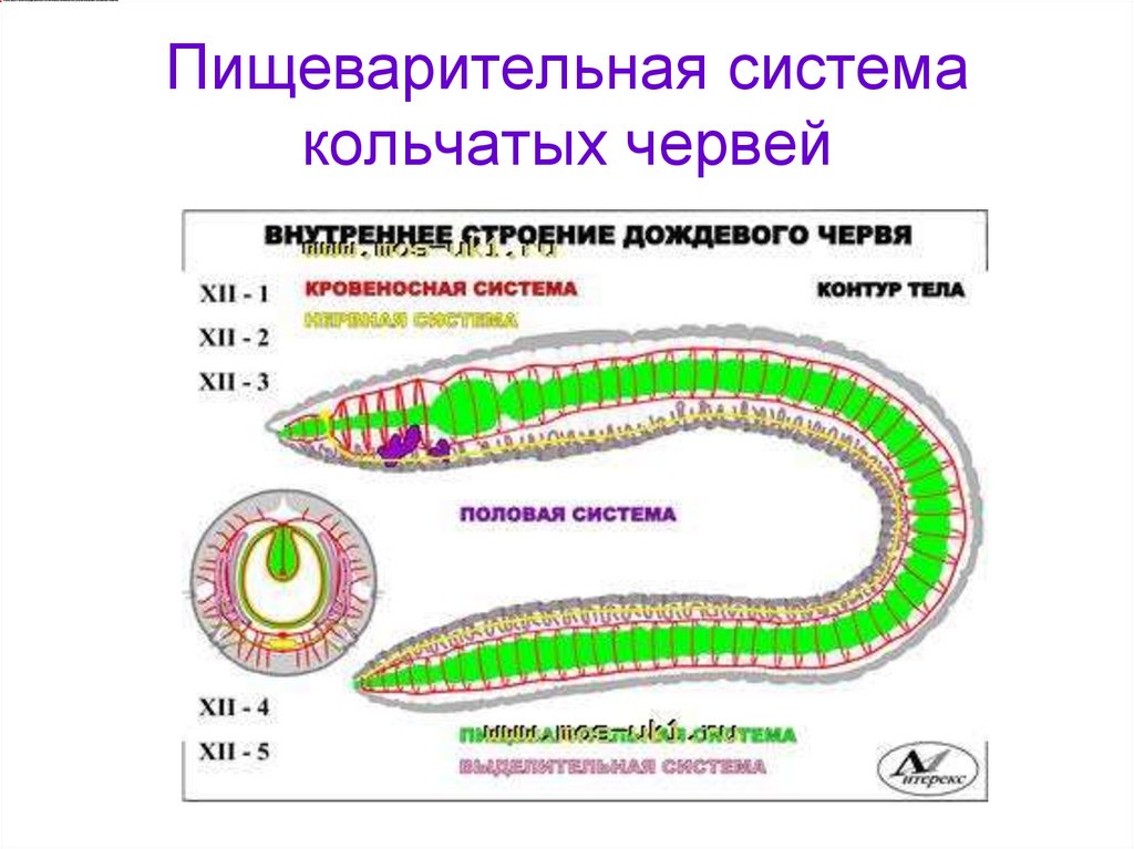 Внутреннее строение кольчатых. Отделы пищеварительной системы кольчатых червей. Сквозная пищеварительная система у кольчатых червей. Пищеварительная система кольчатых червей схема. Схема пищеварения кольчатых червей.