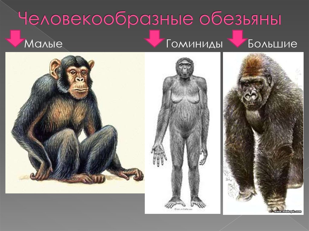 Человек обезьяна название. Человекообразные обезьяны. Современные человекообразные обезьяны. Крупная человекообразная обезьяна. Шимпанзе человекообразные.
