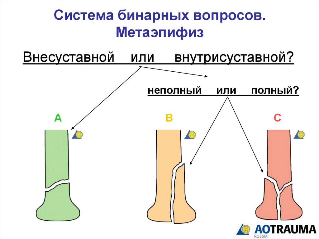 Метаэпифиз. Метаэпифиз схема. Метаэпифиз и метадиафиз разница. Бинарный вопрос.