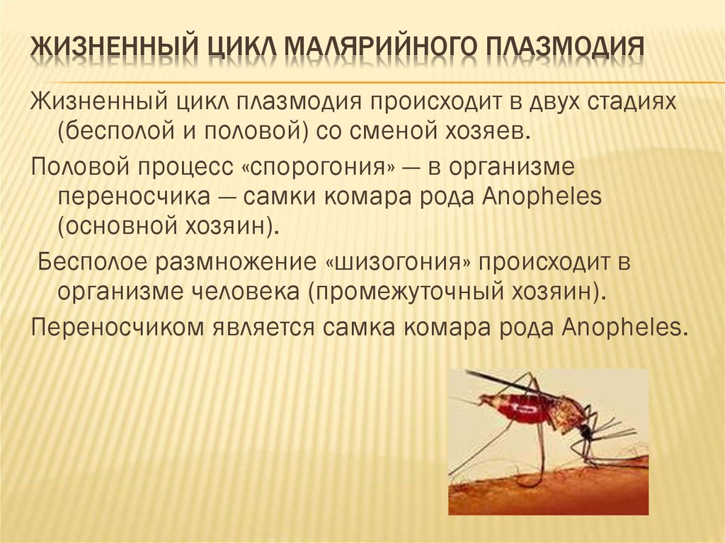 Можно ли считать человека окончательным хозяином малярийного