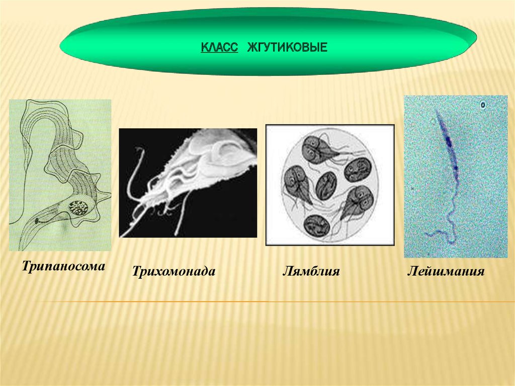 Класс жгутиковые презентация