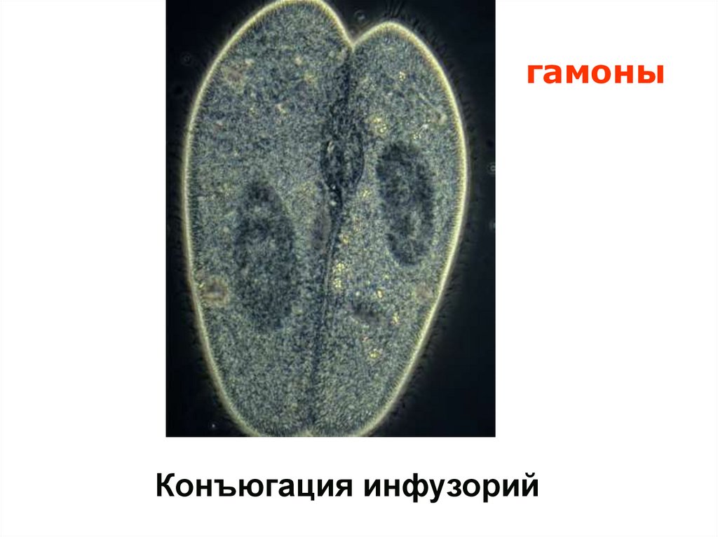 Стадии конъюгации инфузории