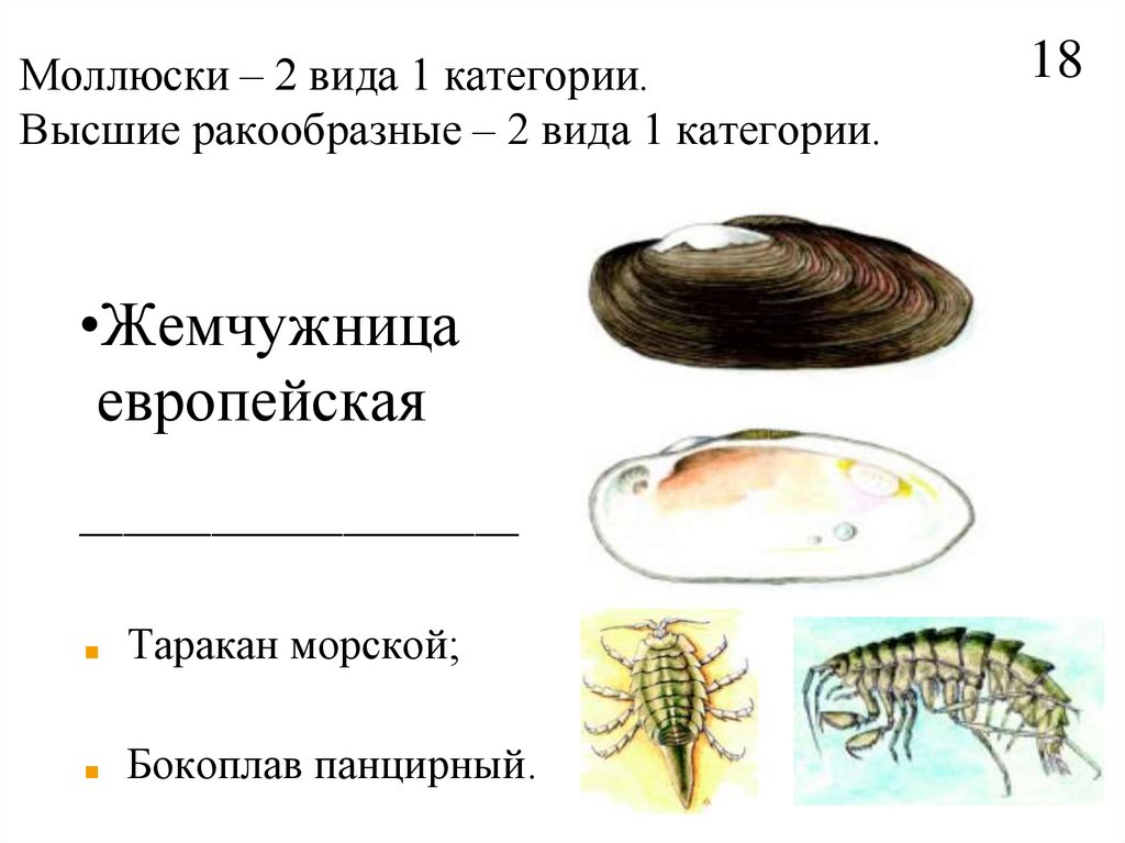 Моллюски – 2 вида 1 категории. Высшие ракообразные – 2 вида 1 категории.