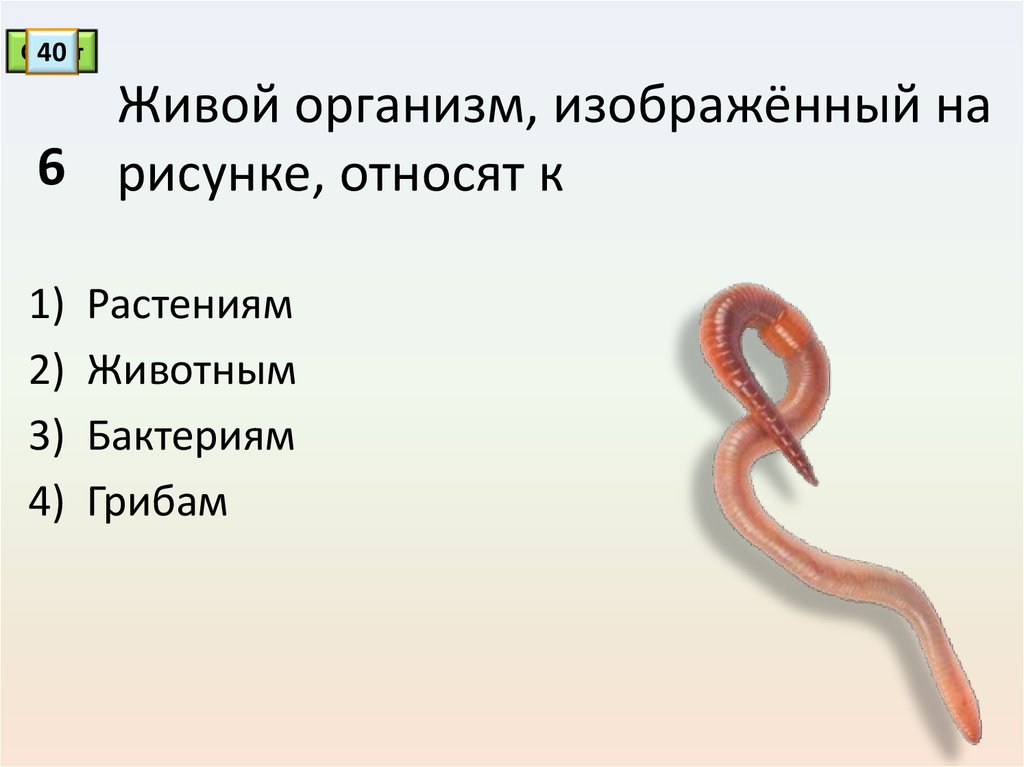 Изображенный организм. Тесты по биологии 6 классы. Таракан живой организм изображенный на рисунке относят к. Изображённый на нём организм — это.