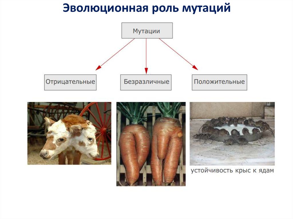 Мутации презентация 9 класс