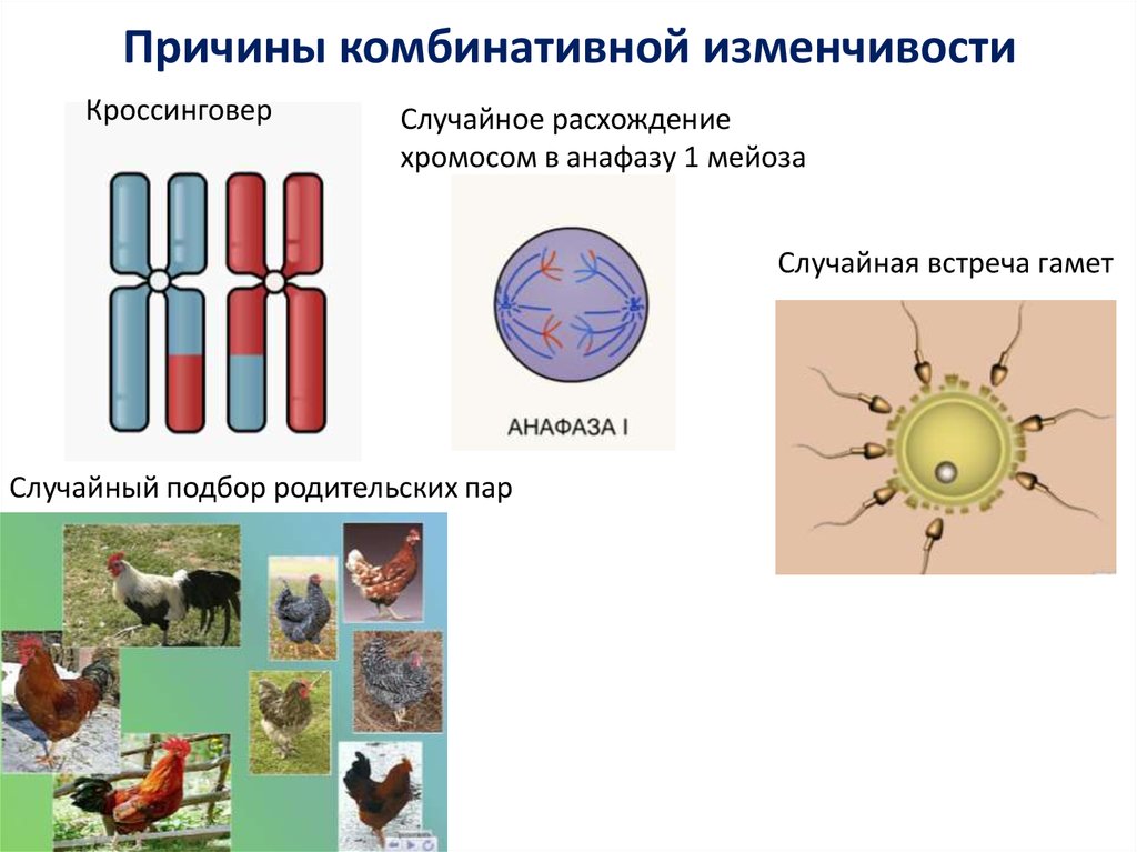 Комбинативная изменчивость это. Комбинативная изменчивость причины. Комбинативная изменчивость кроссинговер. Причины комбинативной изменчивости. Прицины комбенатичной из.