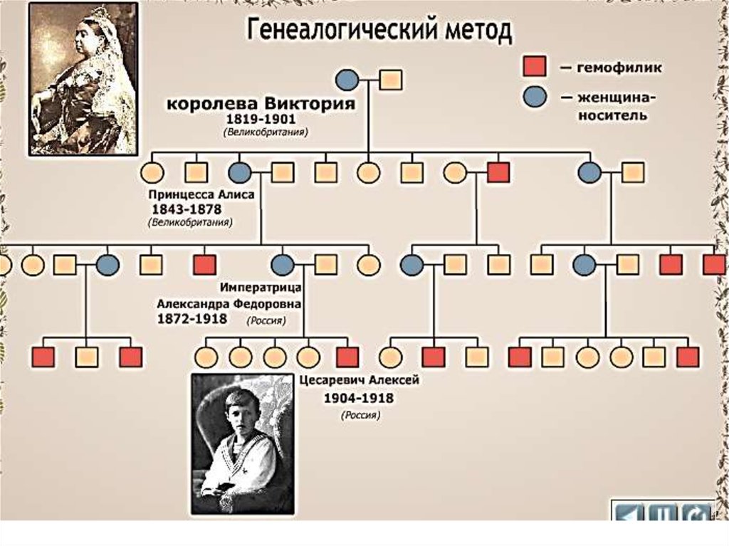 Презентация генеалогический метод исследования