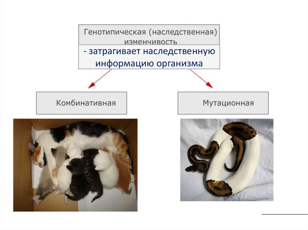 Наследственной называется изменчивость которая затрагивает. Мутационная наследственная изменчивость. Наследственная генотипическая изменчивость. Наследственная генотипическая изменчивость примеры. Наследственная изменчивость затрагивает.