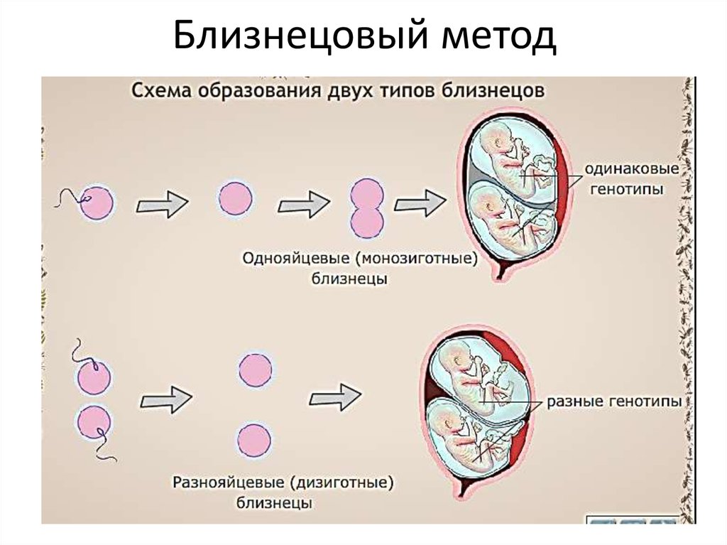 Близнецовый метод генетики картинки